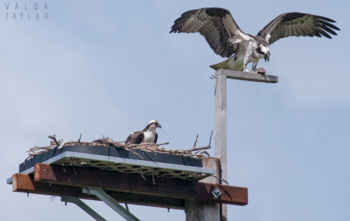 Osprey Pair on Duwamish Nest in Seattle