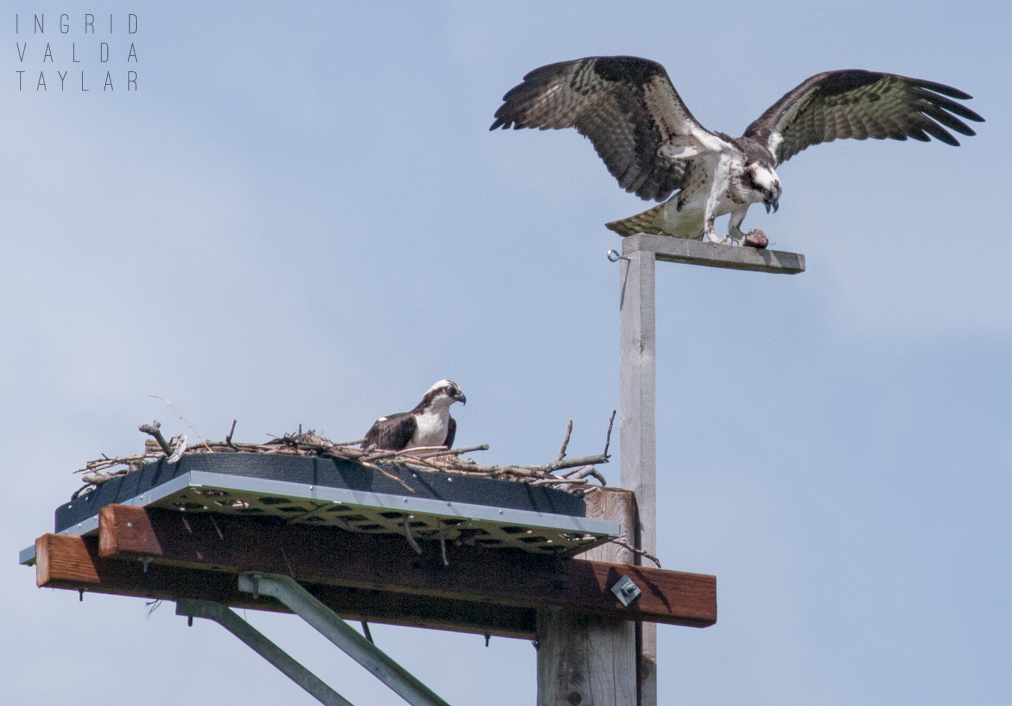 Osprey Pair on Duwamish Nest in Seattle