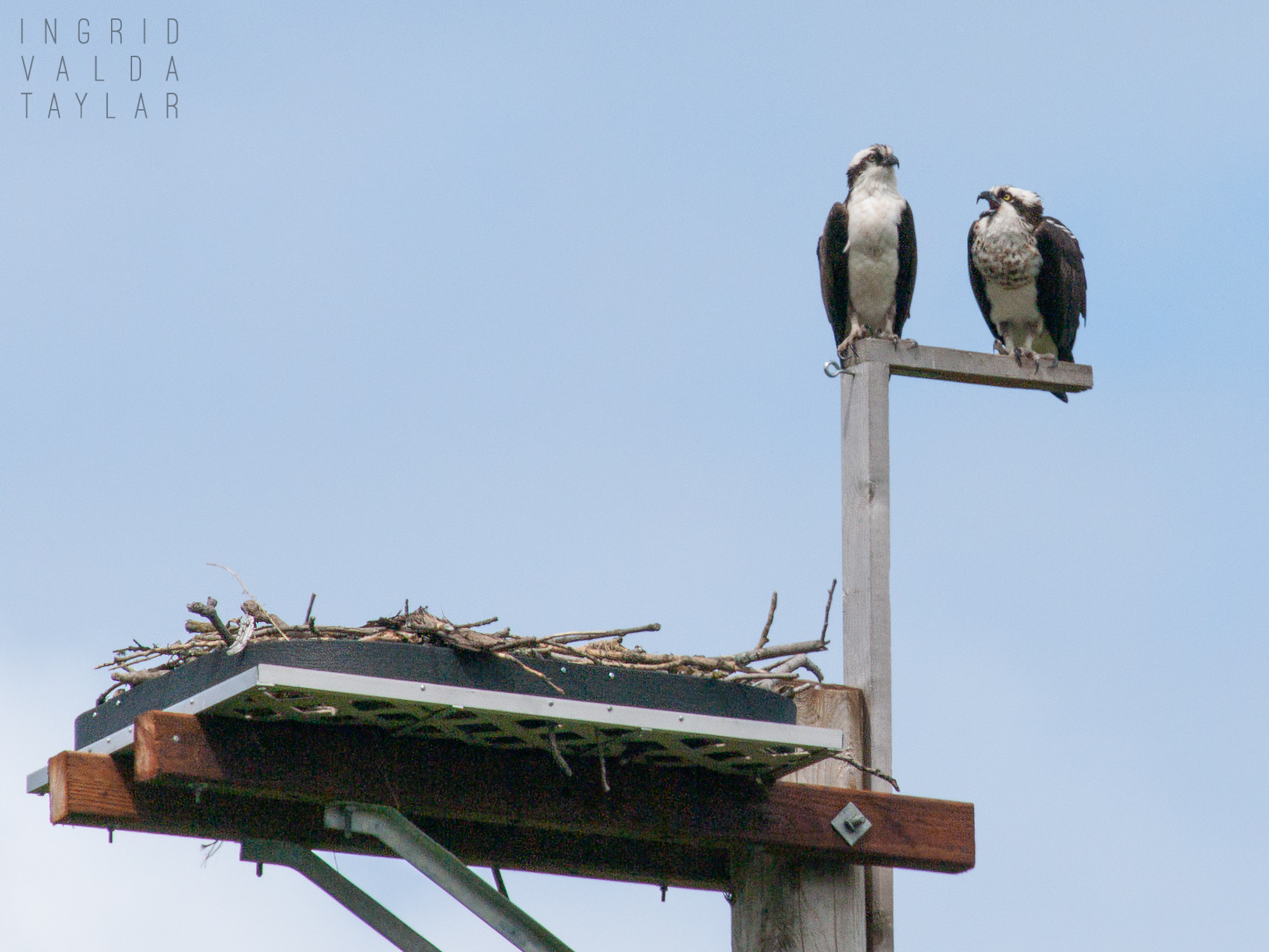 Osprey Pair on Seattle Nesting Platform
