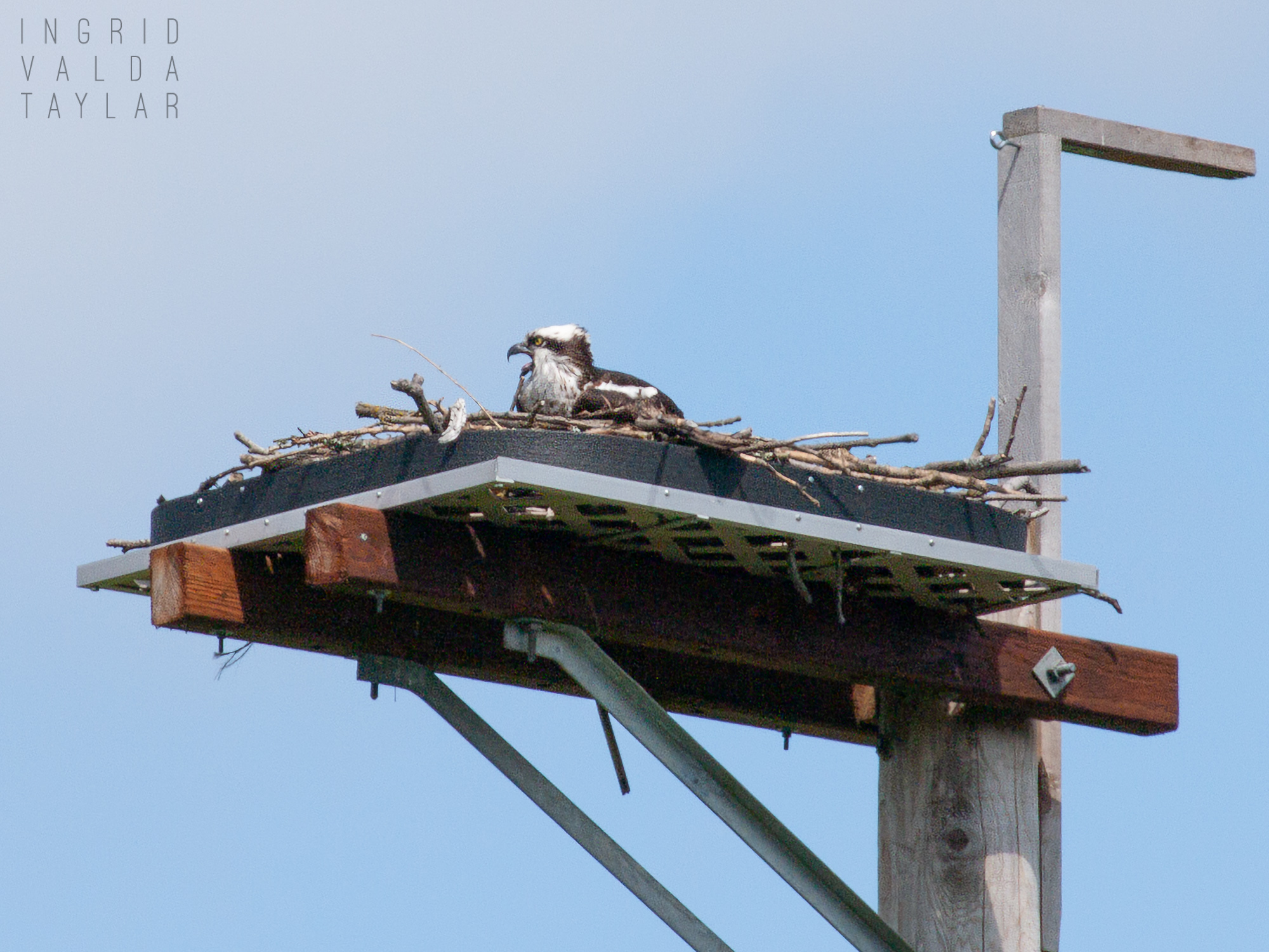 Seattle Osprey Calling from Nesting Platform