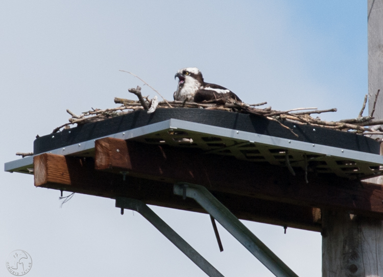 Female Osprey on Duwamish Nesting Platform