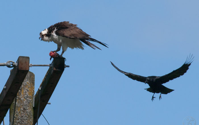 Osprey Mobbed by Crow