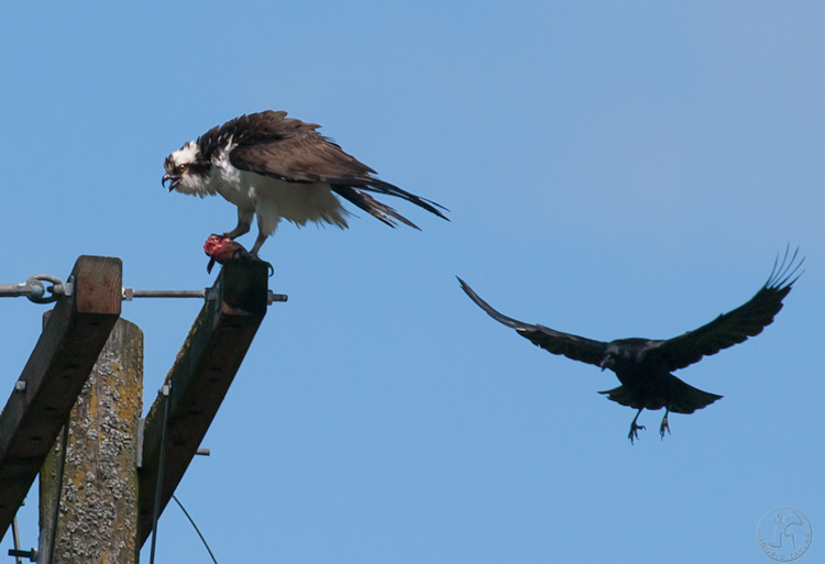 Osprey Mobbed by Crow