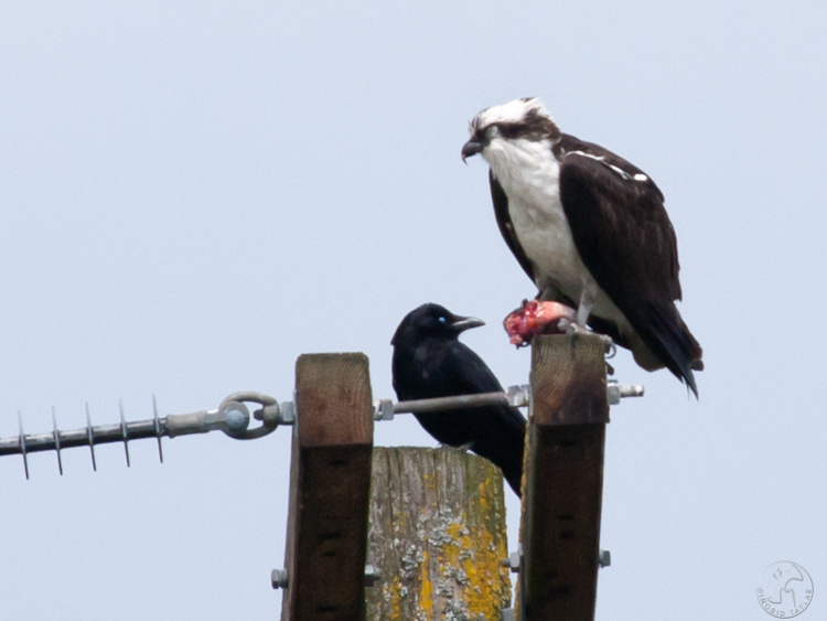 Osprey eating fish on utility pole