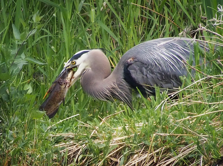 Great Blue Heron eating catfish