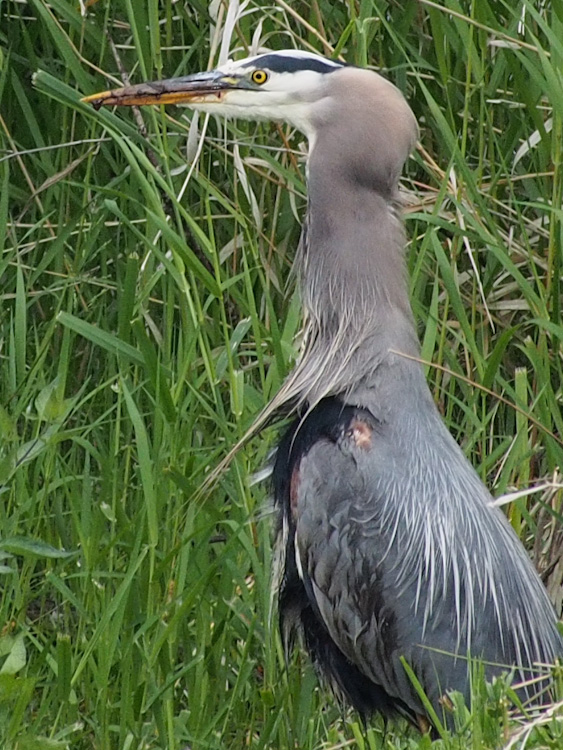 Great Blue Heron swallowing large prey