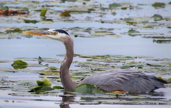 Great Blue Heron wading at Union Bay Natural Area in Seattle