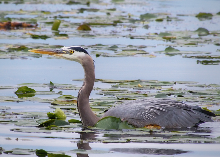 Great Blue Heron wading at Union Bay Natural Area in Seattle
