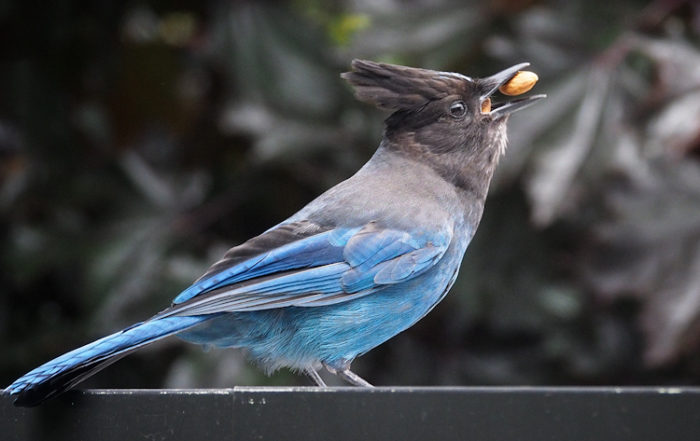 Steller's Jay eating almonds