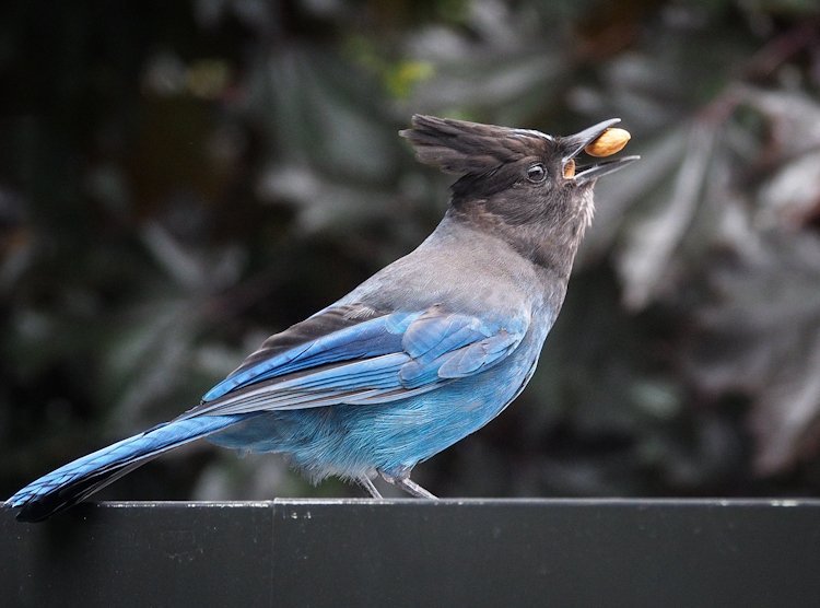 Steller's Jay eating almonds