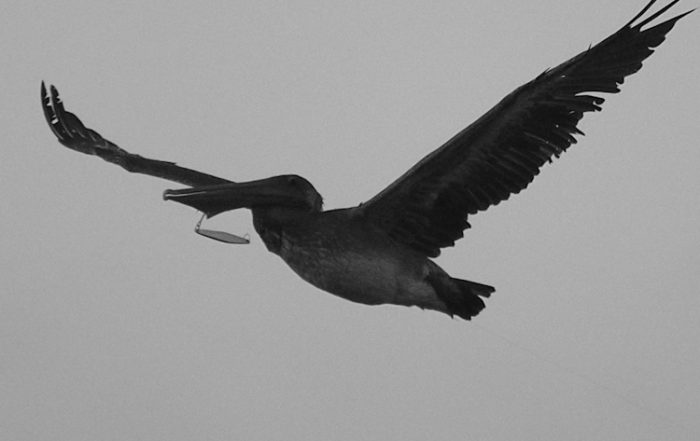 Silhouette of Pelican Flying with Fishing Gear