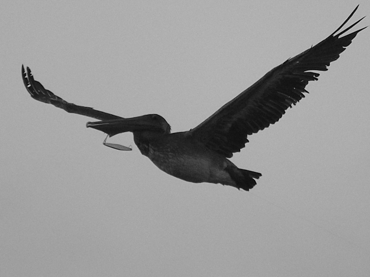 Silhouette of Pelican Flying with Fishing Gear