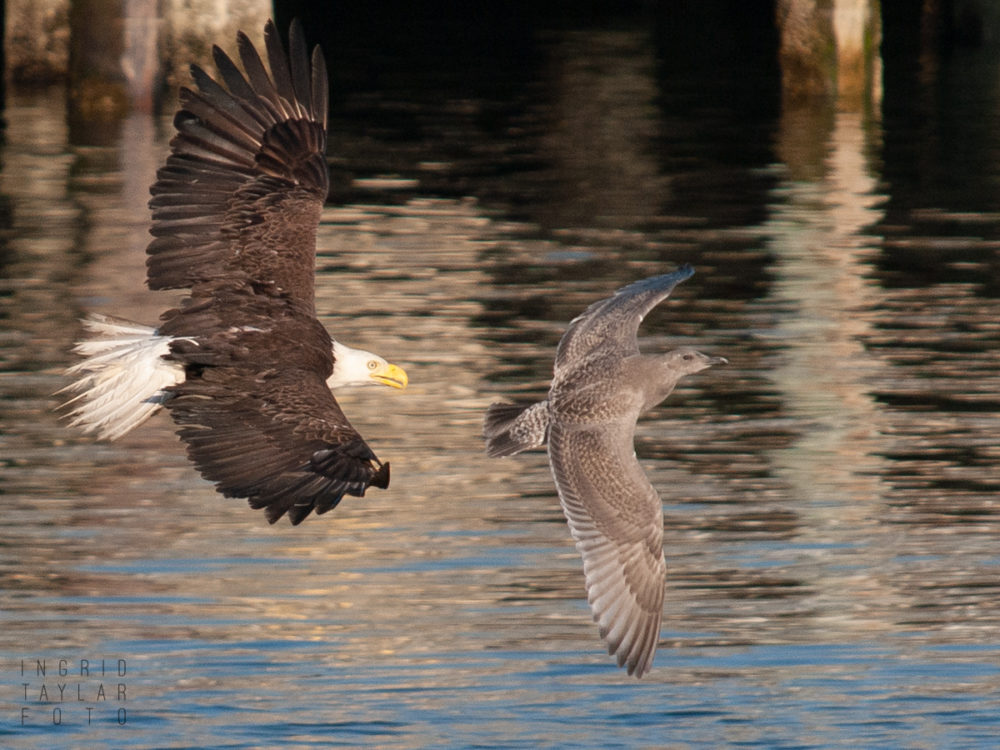 Bald Eagle chasing gull 1