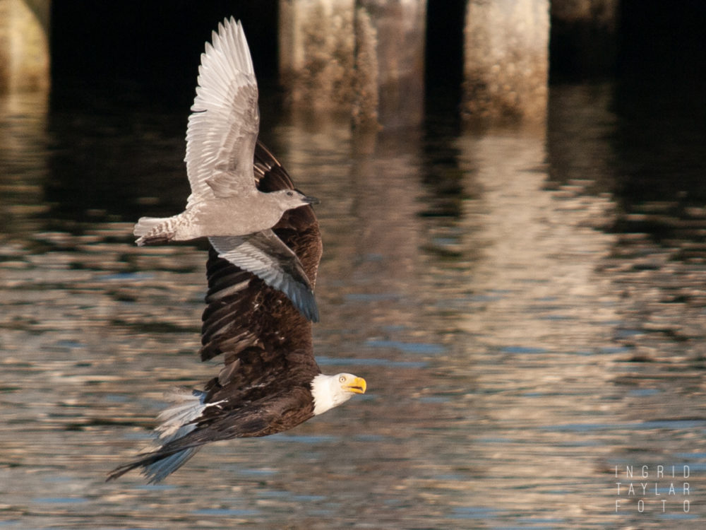 Bald Eagle chasing gull at Smith Cove Seattle
