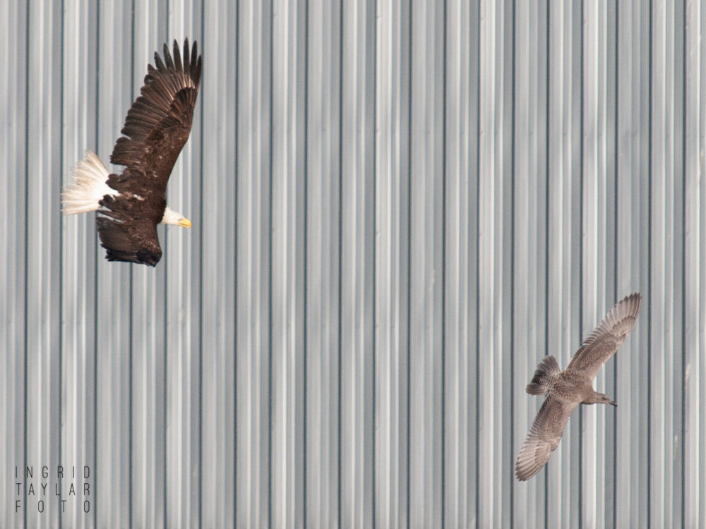 Bald Eagle chasing gull at Smith Cove Seattle