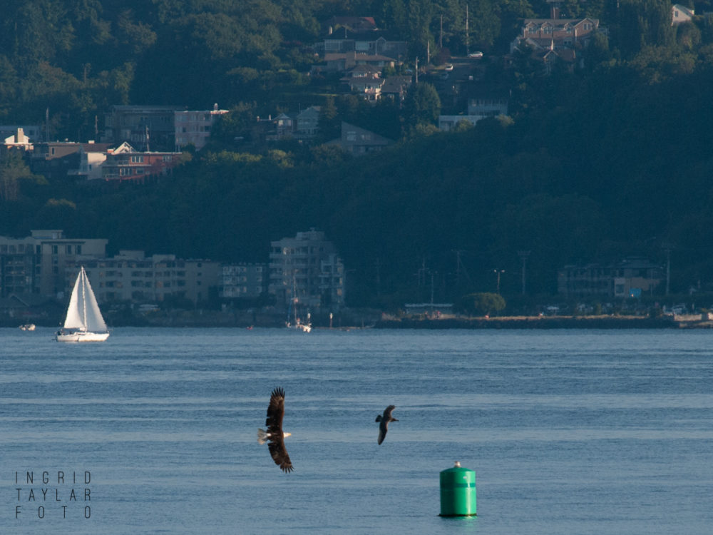 Bald Eagle chasing gull on Puget Sound