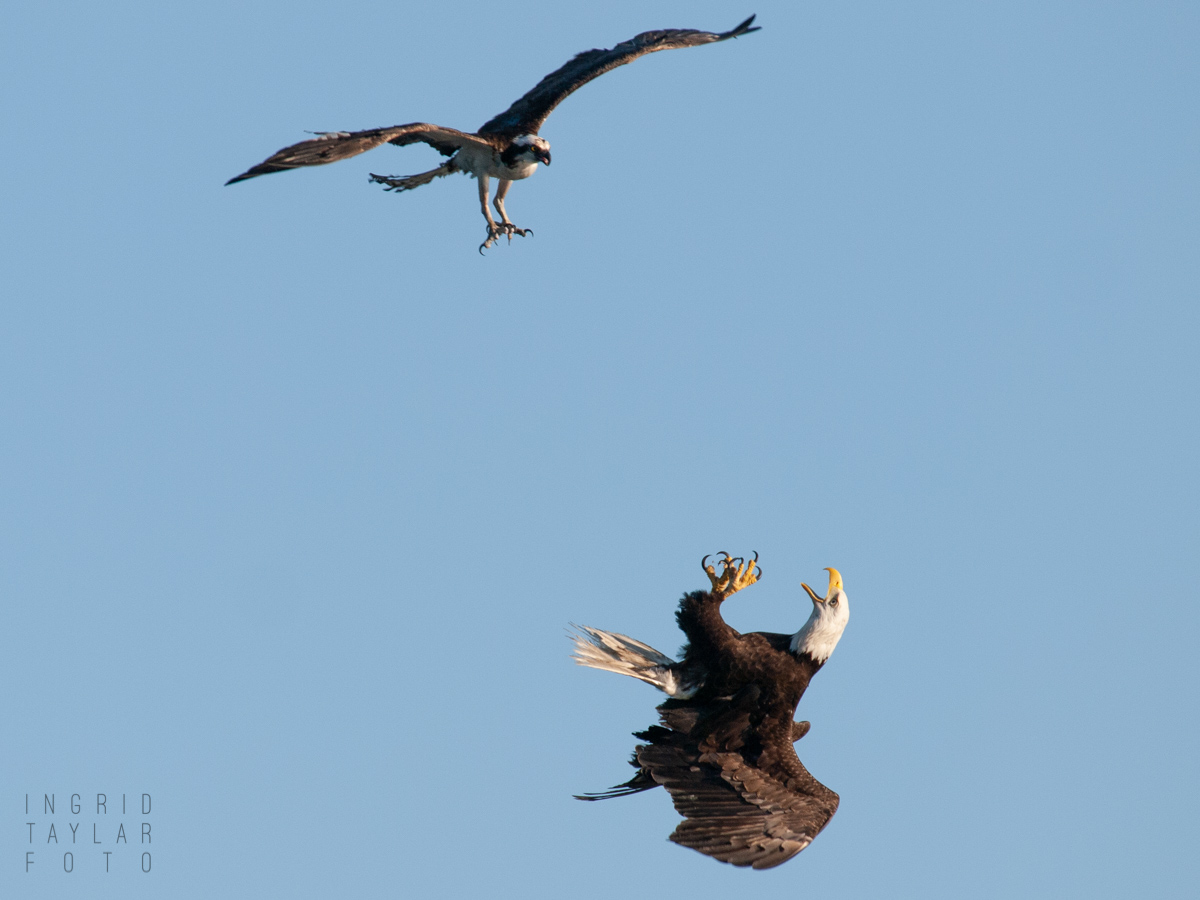 Bald Eagle aerial conflict with Osprey in Seattle