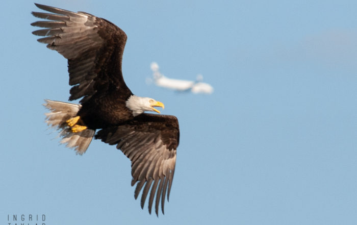 Bald Eagle flying over Smith Cove Seattle