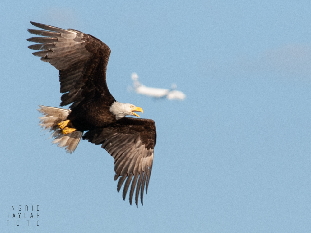 Bald Eagle flying over Smith Cove Seattle