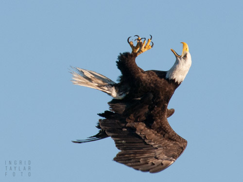 Bald Eagle flying upside down