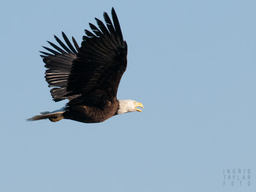 Bald Eagle in flight