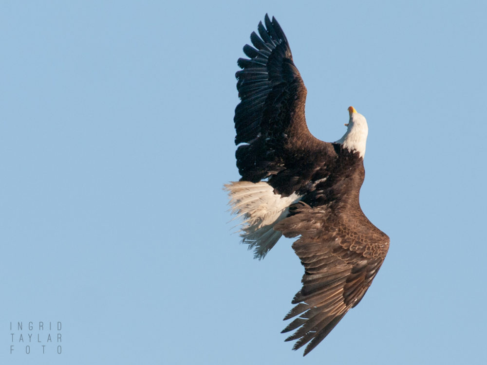 Bald Eagle twisting middair