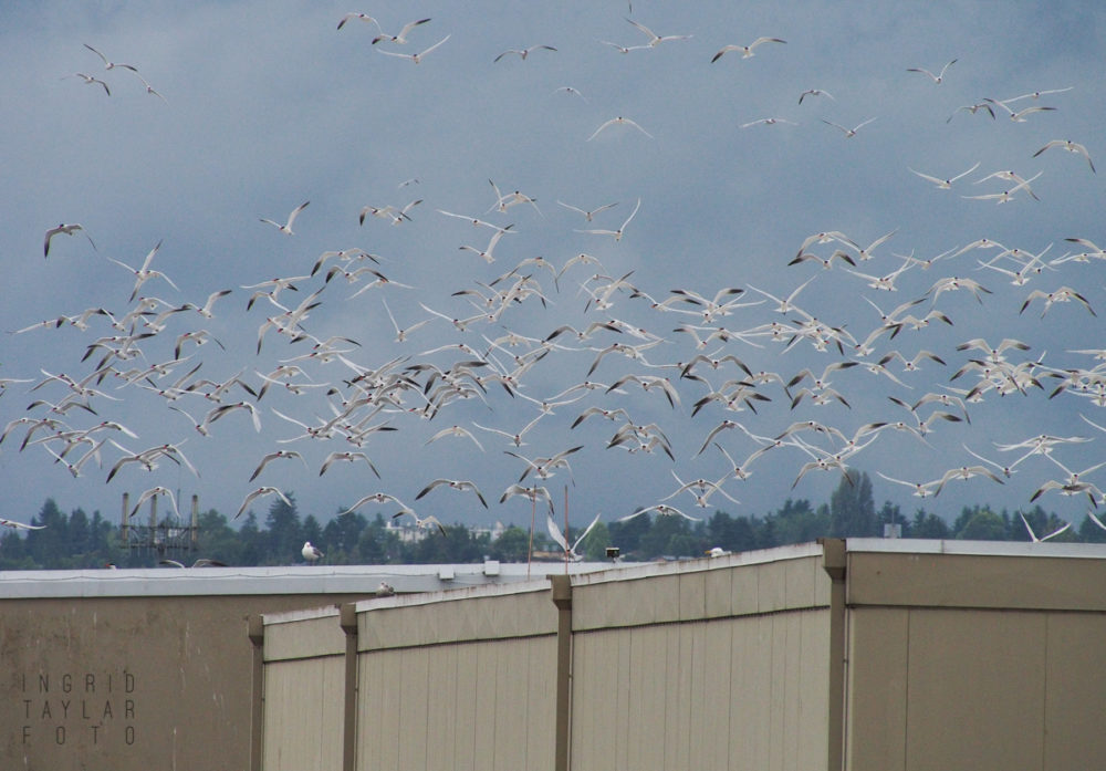 Caspian Terns flushing from rooftop