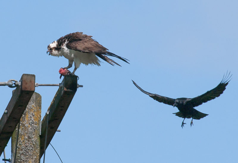 Crow mobbing Osprey for food
