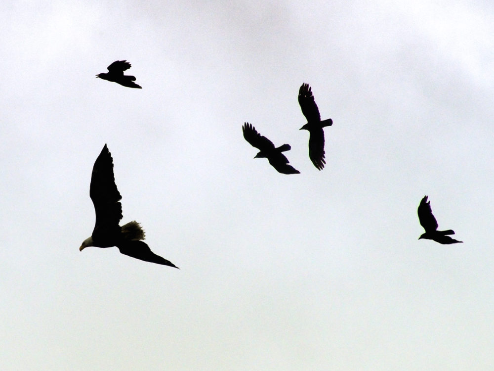 Silhouettes of crows chasing Bald Eagle