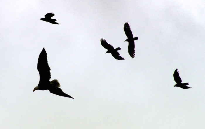 Silhouettes of crows chasing Bald Eagle