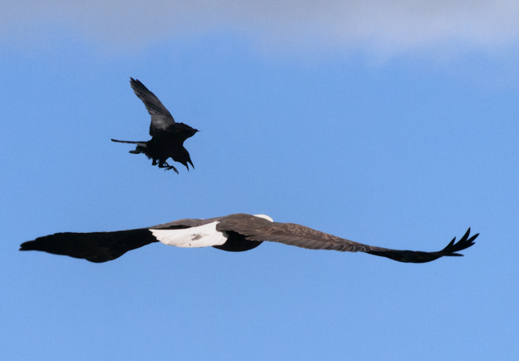 American Crow mobbing Bald Eagle