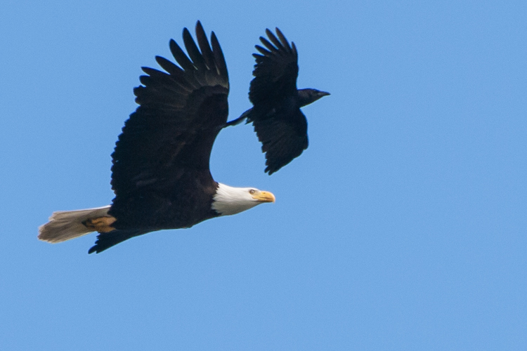 American Crow mobbing Bald Eagle