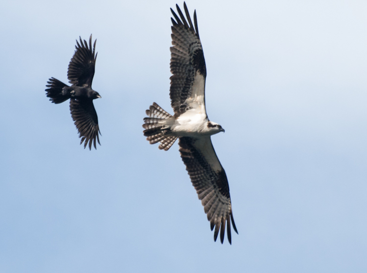 American Crow chasing Osprey