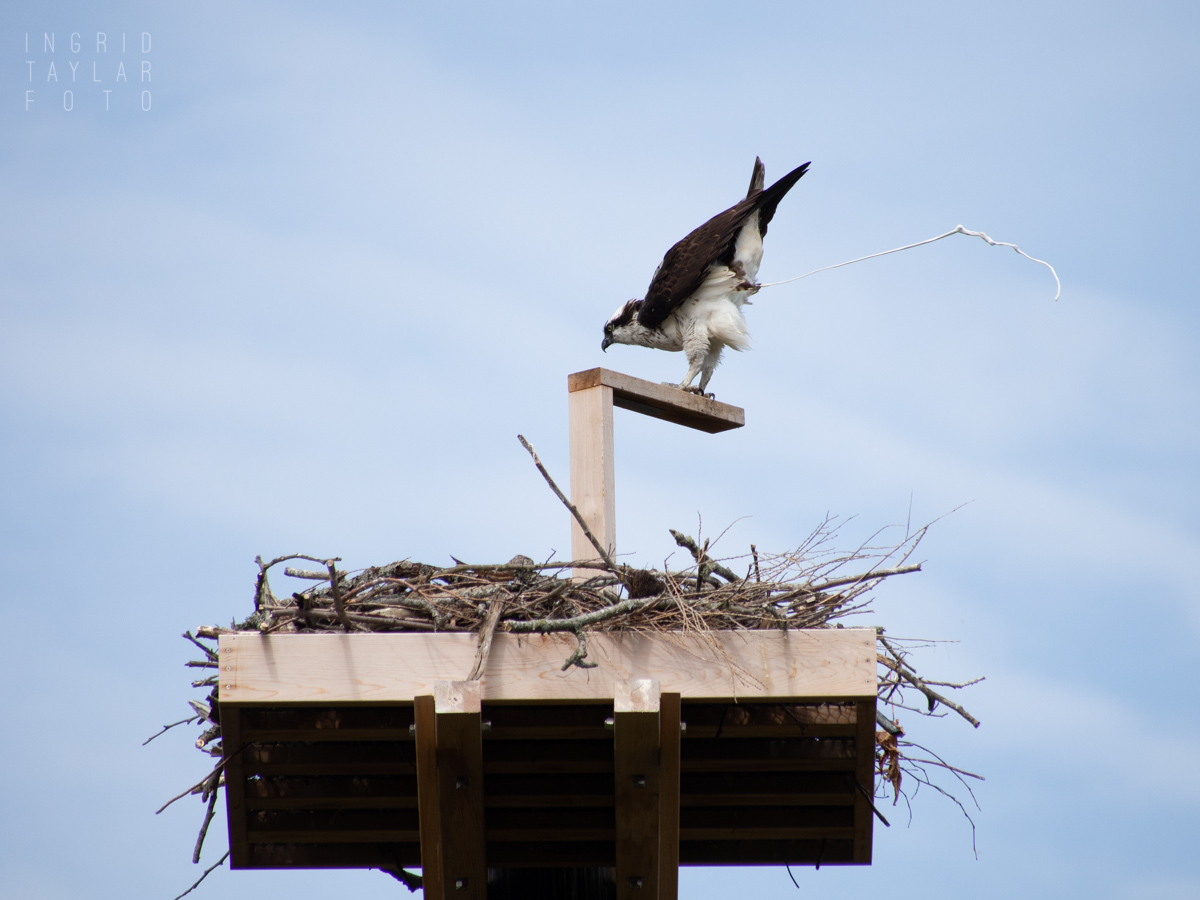 Osprey Poop off nesting platform in Seattle