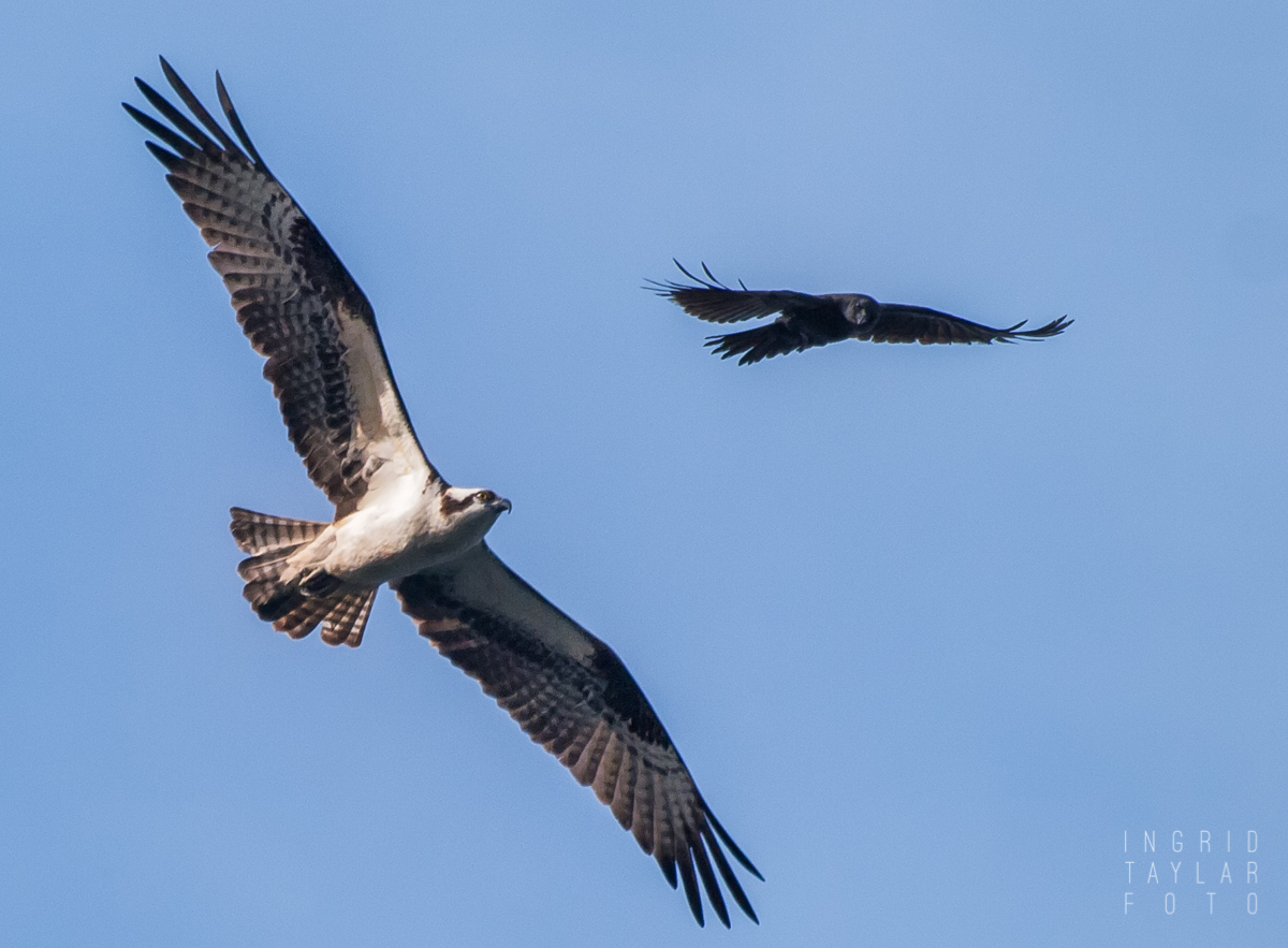 Osprey and crow in flight in Seattle
