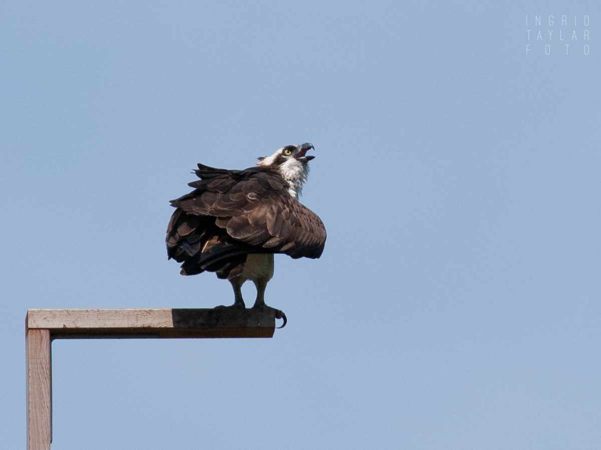 Osprey calling from nesting platform in Seattle