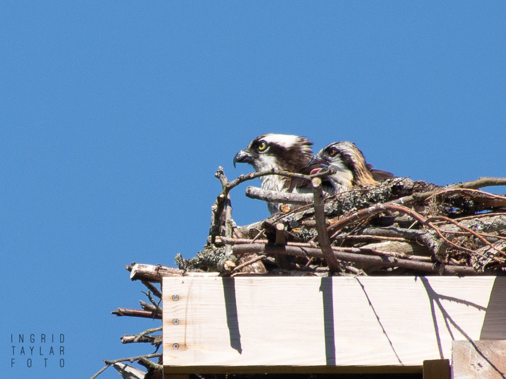 Osprey chick in nesting platform