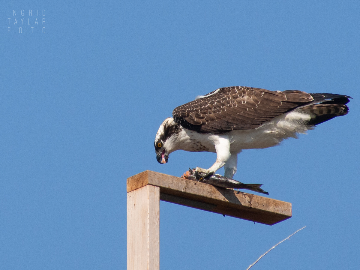 Osprey fledgling eating fish