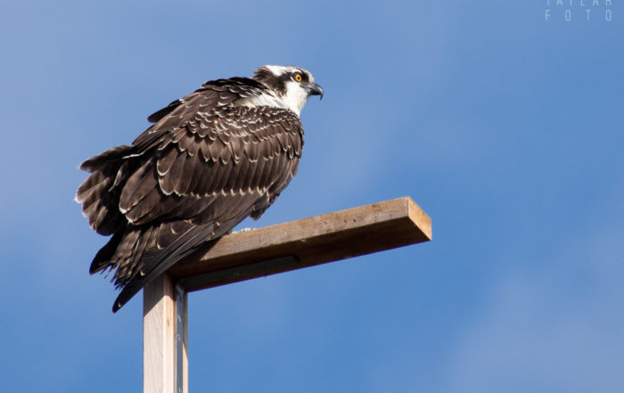 Osprey fledgling on nesting platform