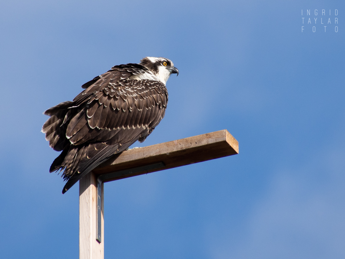 Osprey fledgling on nesting platform