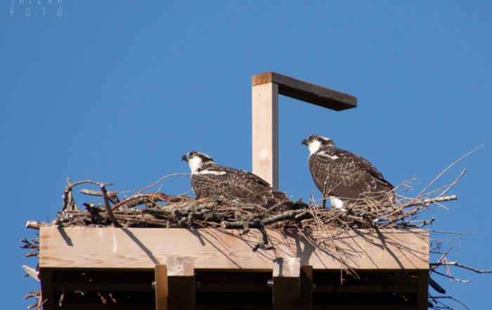 Osprey fledglings on nesting platform