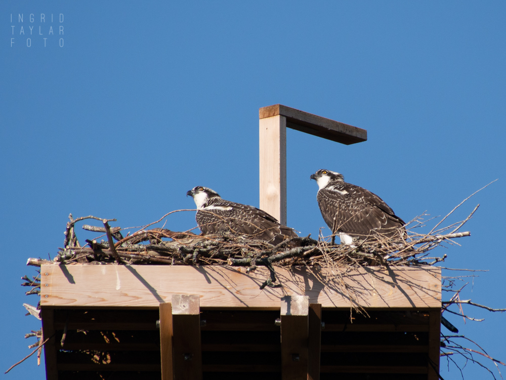 Osprey fledglings on nesting platform