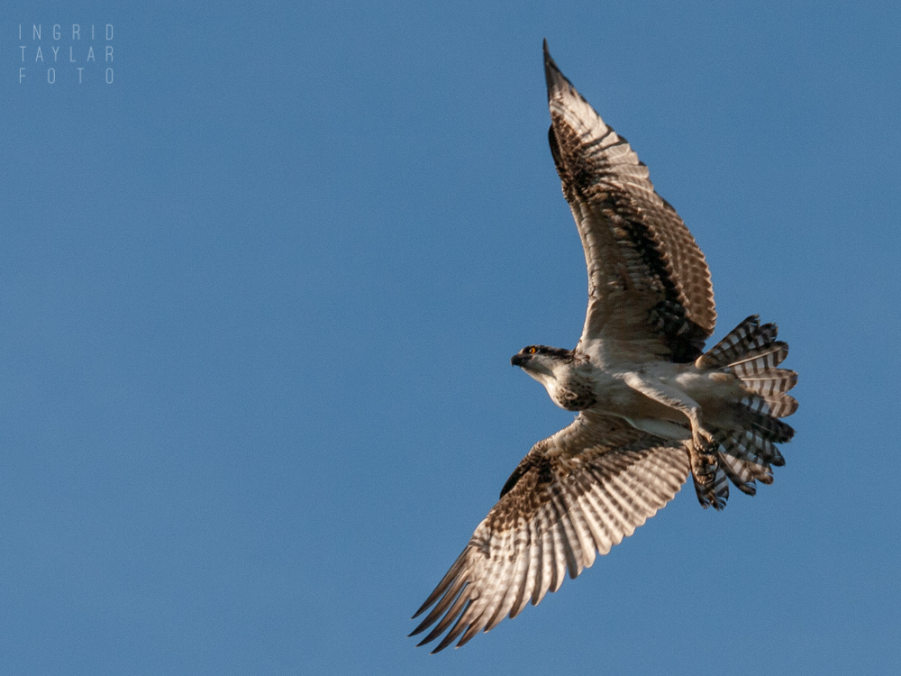 Osprey in Flight