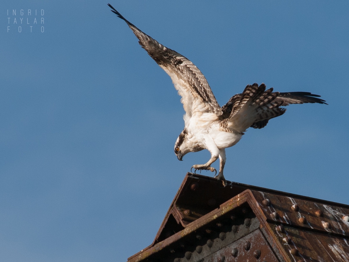 Osprey landing on train bridge in Seattle