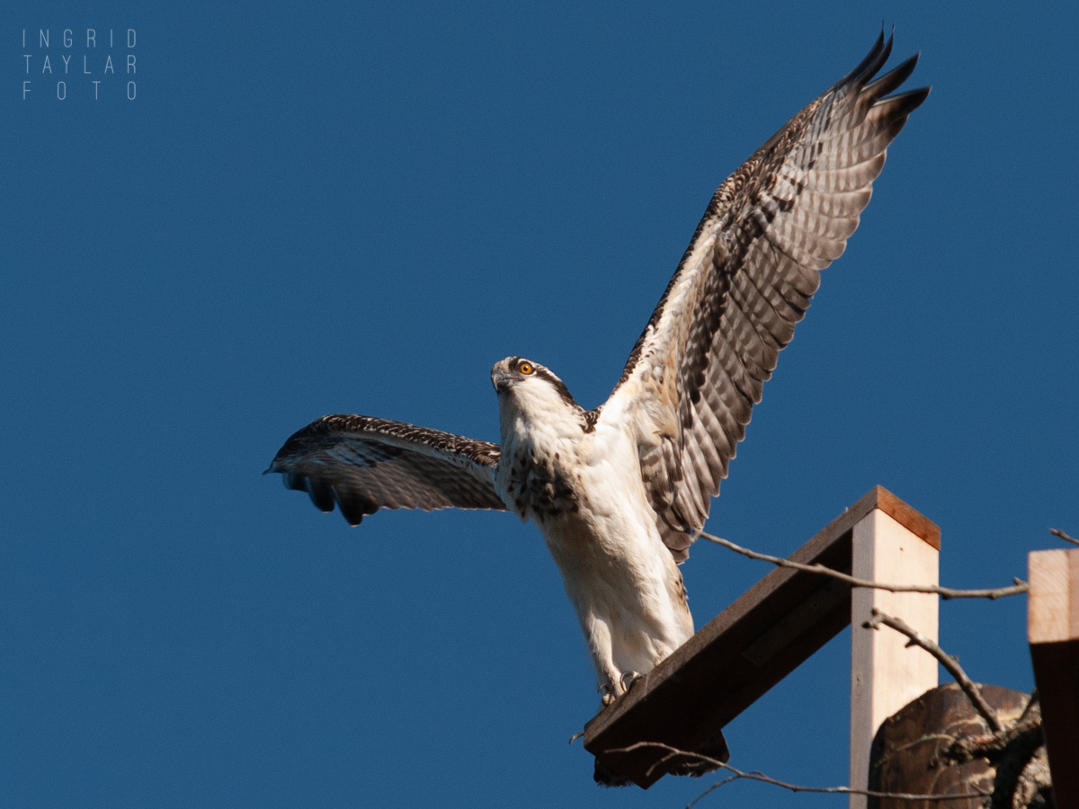 Osprey on Platform in SeattleOsprey on Platform in Seattle