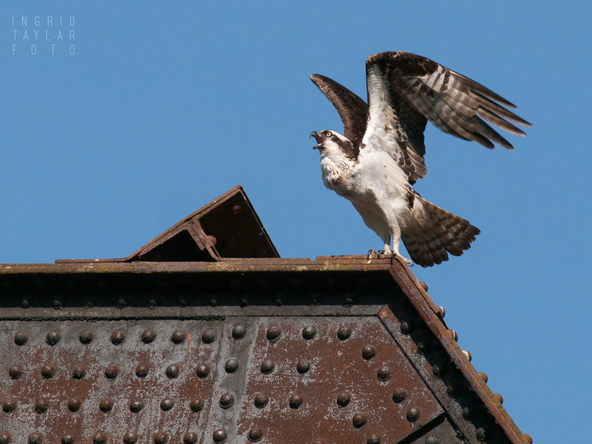 Osprey on railroad bridge at Ballard Locks Seattle