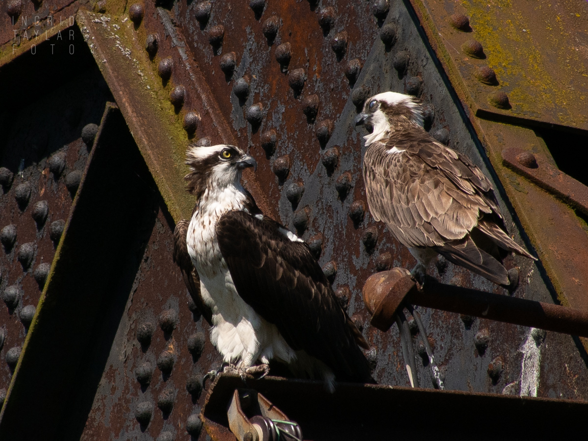 Osprey on train bridge at Ballard Locks Seattle