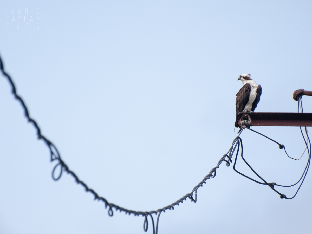 Osprey perched on train bridge in Ballard