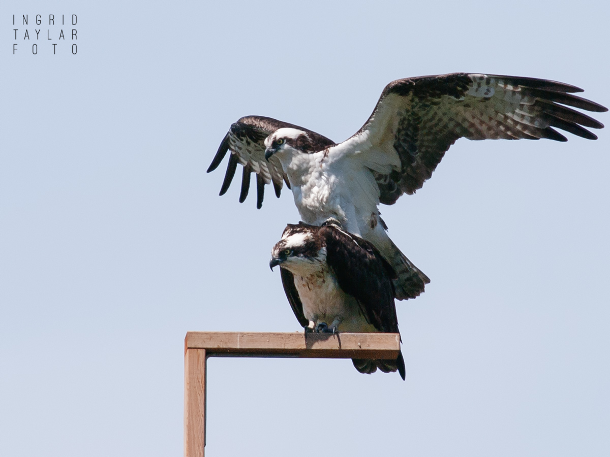 Ospreys mating on platform at Ballard Locks Seattle