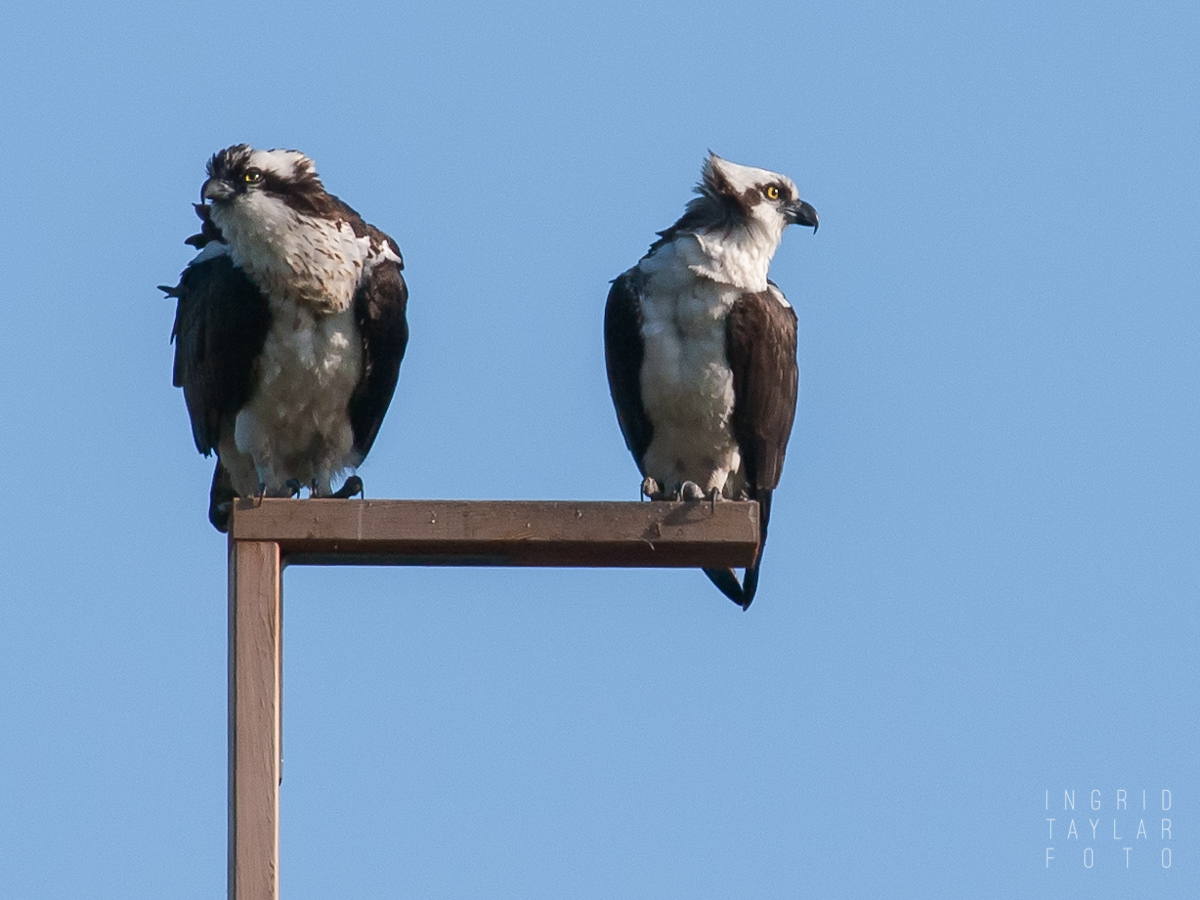 Ospreys on nesting platform in Magnolia Seattle